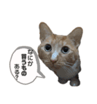 なかまたち②（個別スタンプ：34）