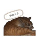 なかまたち②（個別スタンプ：37）