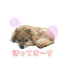 こはなひめスタンプ（個別スタンプ：17）