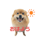 こはなひめスタンプ（個別スタンプ：22）