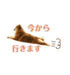 こはなひめスタンプ（個別スタンプ：25）