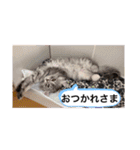 ソフィーとミーシャとココのスタンプ（個別スタンプ：10）