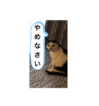 ソフィーとミーシャとココのスタンプ（個別スタンプ：28）
