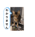 ソフィーとミーシャとココのスタンプ（個別スタンプ：29）