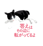 背中を押してくれる猫たちの一言（個別スタンプ：3）