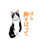 背中を押してくれる猫たちの一言（個別スタンプ：4）