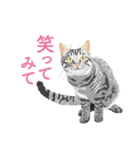 背中を押してくれる猫たちの一言（個別スタンプ：8）