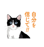 背中を押してくれる猫たちの一言（個別スタンプ：15）