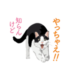 背中を押してくれる猫たちの一言（個別スタンプ：19）