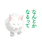 背中を押してくれる猫たちの一言（個別スタンプ：20）