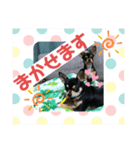 スムースチワワのレモンとハニー9（個別スタンプ：1）