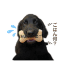 毎日使える！らえるスタンプ♡(犬)（個別スタンプ：1）