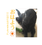 毎日使える！らえるスタンプ♡(犬)（個別スタンプ：2）