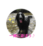 毎日使える！らえるスタンプ♡(犬)（個別スタンプ：7）