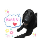 毎日使える！らえるスタンプ♡(犬)（個別スタンプ：10）