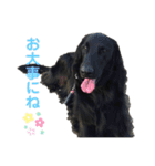 毎日使える！らえるスタンプ♡(犬)（個別スタンプ：12）