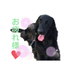 毎日使える！らえるスタンプ♡(犬)（個別スタンプ：25）
