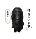 毎日使える！らえるスタンプ♡(犬)（個別スタンプ：30）