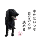毎日使える！らえるスタンプ♡(犬)（個別スタンプ：35）
