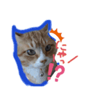 茶トラとらきち（個別スタンプ：1）