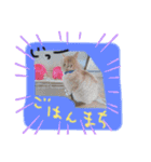 茶トラとらきち（個別スタンプ：3）