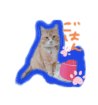 茶トラとらきち（個別スタンプ：4）