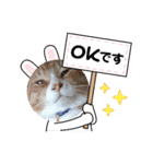 茶トラとらきち（個別スタンプ：7）