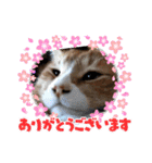 茶トラとらきち（個別スタンプ：13）