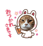 茶トラとらきち（個別スタンプ：14）