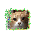 茶トラとらきち（個別スタンプ：16）