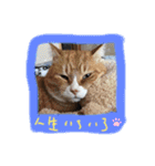 茶トラとらきち（個別スタンプ：18）