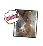 茶トラとらきち（個別スタンプ：19）