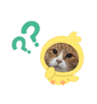 茶トラとらきち（個別スタンプ：24）