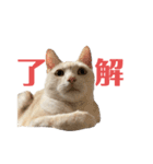 ごまぞースタンプスペシャル（個別スタンプ：1）