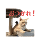 ごまぞースタンプスペシャル（個別スタンプ：2）