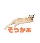 ごまぞースタンプスペシャル（個別スタンプ：6）