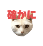 ごまぞースタンプスペシャル（個別スタンプ：7）