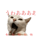 ごまぞースタンプスペシャル（個別スタンプ：12）
