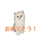 ごまぞースタンプスペシャル（個別スタンプ：17）