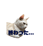 ごまぞースタンプスペシャル（個別スタンプ：28）