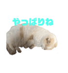 ごまぞースタンプスペシャル（個別スタンプ：31）