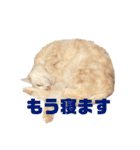 ごまぞースタンプスペシャル（個別スタンプ：33）