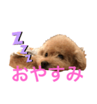 トイプースタンプ ぷーちゃん（個別スタンプ：2）