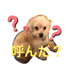 トイプースタンプ ぷーちゃん（個別スタンプ：4）
