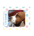 上から目線のアランスタンプ（個別スタンプ：10）