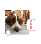 上から目線のアランスタンプ（個別スタンプ：16）