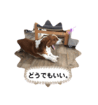 上から目線のアランスタンプ（個別スタンプ：24）