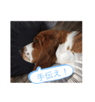 上から目線のアランスタンプ（個別スタンプ：28）