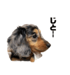 愛犬ココちゃんのスタンプ①（個別スタンプ：1）