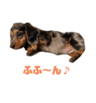 愛犬ココちゃんのスタンプ①（個別スタンプ：3）
